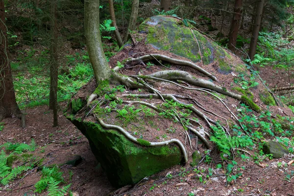 チェコの美しい砂岩岩パラダイス 澄んだ緑の自然 スカラ 小さな岩 チェコ共和国 — ストック写真