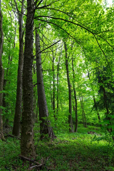 Прекрасні Скелі Пісковику Чеському Раю Чиста Зелена Природа Мала Скала — стокове фото