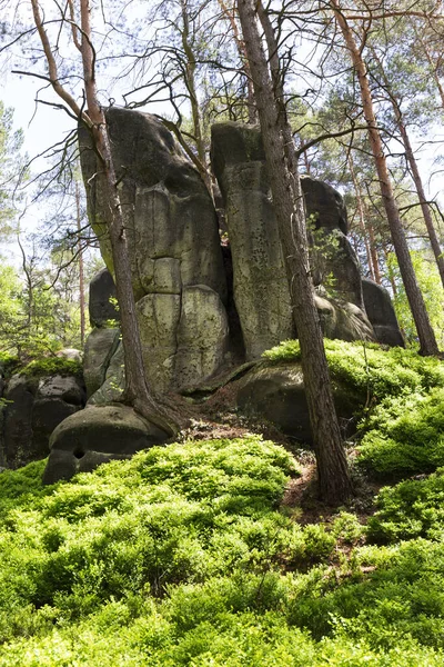 Gyönyörű Homokkő Sziklák Cseh Paradicsomban Tiszta Zöld Természet Mala Skala — Stock Fotó