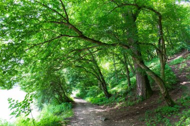 Orta Çek'te Sazava Nehri hakkında eski büyük Ağaçlar ile Romantik yalnızlık Yolu