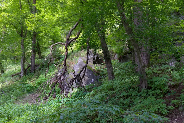 Camino Soledad Romántica Con Viejos Árboles Grandes Sobre Río Sazava — Foto de Stock