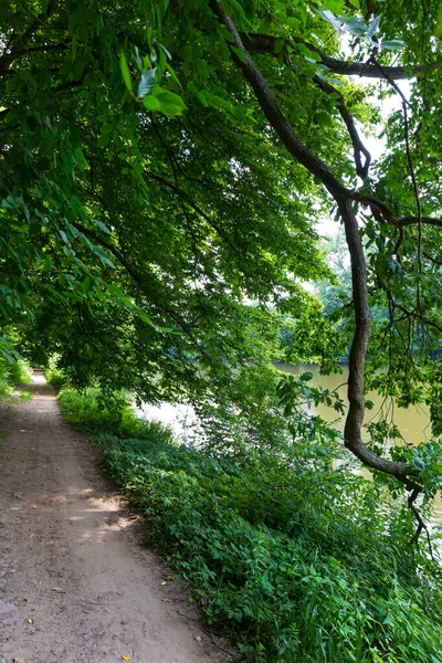 stock image Romantic solitude Path with old big Trees about River Sazava in Central Czech