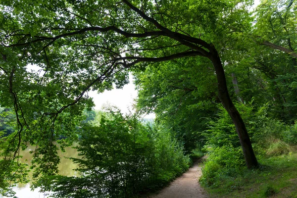 Романтичний Шлях Самотності Старими Великими Деревами Про Річку Сазава Центральній — стокове фото