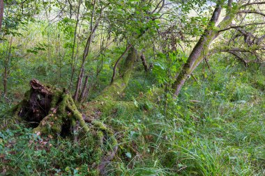 Bohem Cenneti (Cesky Raj), Kum Taşı Kayası, Çek Cumhuriyeti 'ndeki Berrak Sonbahar Ormanlık Arazisi