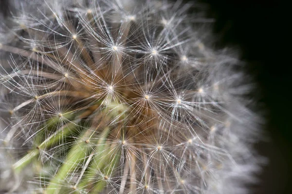 自然の中のタンポポの詳細 — ストック写真