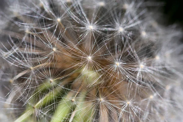 Detail Dandelion Nature — Stock Photo, Image