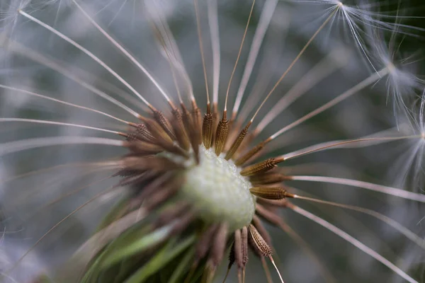自然の中のタンポポの詳細 — ストック写真