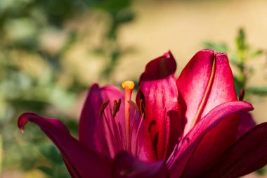 Çiçek açan Lily 'nin ayrıntıları