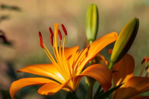 stock image Detail of blooming Lily