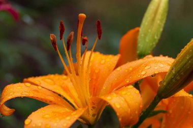 Yağmurdan sonra çiçek açan turuncu zambak ayrıntıları