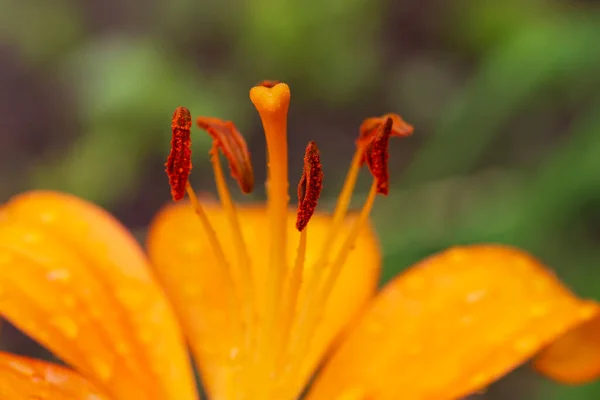 Detalj Blommande Orange Lily Efter Regn — Stockfoto