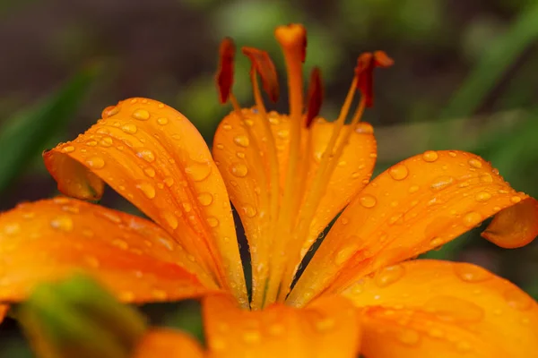 Мбаппе Цветущей Оранжевой Лилии После Раина — стоковое фото