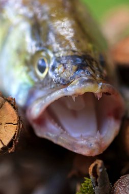 Zander ve Dişleri ayrıntılarıyla, Tatlı Su Derinlerinden Balıklar, Sander lucioperca