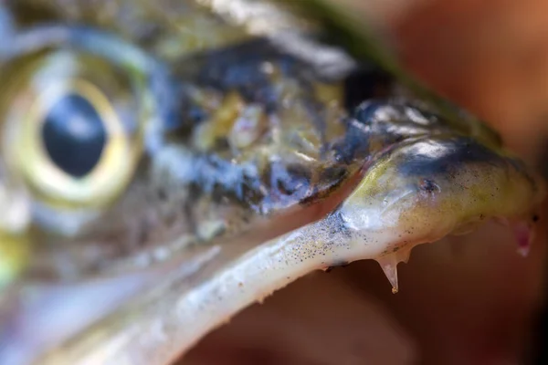 Zander和他的牙齿的细节 来自淡水深处的鱼 Sander Lucioperca — 图库照片