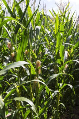 Mısırlı tarladaki mısır tarlasının ayrıntıları
