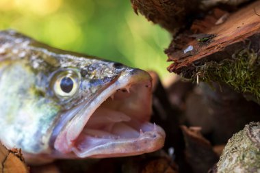 Zander ve Dişleri ayrıntılarıyla, Tatlı Su Derinlerinden Balıklar, Sander lucioperca