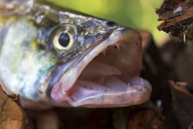 Zander ve Dişleri ayrıntılarıyla, Tatlı Su Derinlerinden Balıklar, Sander lucioperca