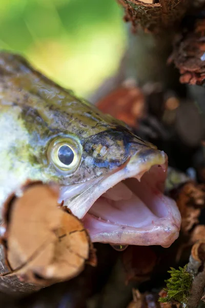 Zander和他的牙齿的细节 来自淡水深处的鱼 Sander Lucioperca — 图库照片