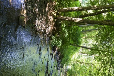 Orta Çek Cumhuriyeti 'nden Mnichovka Deresi çevresindeki güzel yaz manzarası 