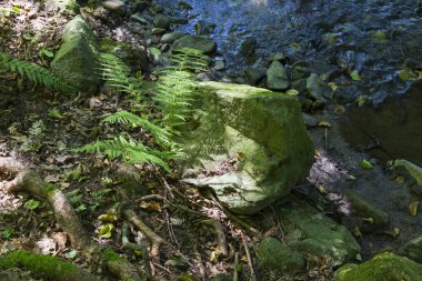 Orta Çek Cumhuriyeti 'nden Mnichovka Deresi çevresindeki güzel yaz manzarası 