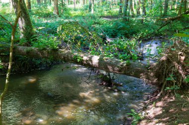 Orta Çek Cumhuriyeti 'nden Mnichovka Deresi çevresindeki güzel yaz manzarası 
