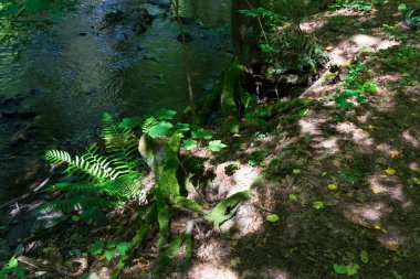 Orta Çek Cumhuriyeti 'nden Mnichovka Deresi çevresindeki güzel yaz manzarası 
