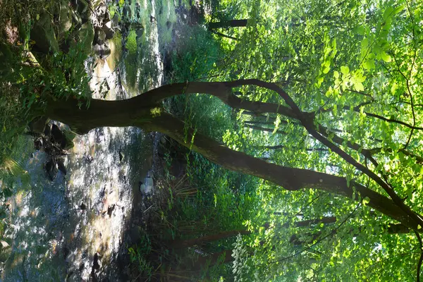 Όμορφο Καλοκαιρινό Τοπίο Γύρω Από Creek Mnichovka Από Την Κεντρική — Φωτογραφία Αρχείου