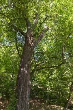 Orta Çek Cumhuriyeti 'nde Sazava Nehri Hakkında Büyük Ağaçlı Romantik Güneş Doğası