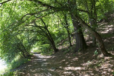 Orta Çek Cumhuriyeti 'nde Sazava Nehri Hakkında Büyük Ağaçlı Romantik Güneş Doğası