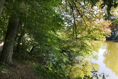 Orta Çek Cumhuriyeti 'nde Sazava Nehri Hakkında Büyük Ağaçlı Romantik Güneş Doğası
