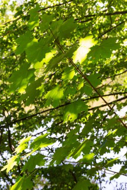 Orta Çek Cumhuriyeti 'nde Sazava Nehri Hakkında Büyük Ağaçlı Romantik Güneş Doğası
