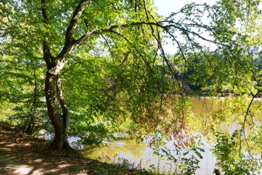 Orta Çek Cumhuriyeti 'nde Sazava Nehri Hakkında Büyük Ağaçlı Romantik Güneş Doğası