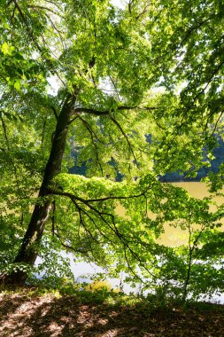 Orta Çek Cumhuriyeti 'nde Sazava Nehri Hakkında Büyük Ağaçlı Romantik Güneş Doğası