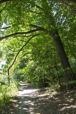 Orta Çek Cumhuriyeti 'nde Sazava Nehri Hakkında Büyük Ağaçlı Romantik Güneş Doğası