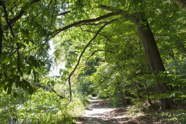 Orta Çek Cumhuriyeti 'nde Sazava Nehri Hakkında Büyük Ağaçlı Romantik Güneş Doğası