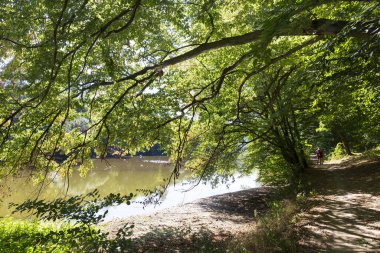 Orta Çek Cumhuriyeti 'nde Sazava Nehri Hakkında Büyük Ağaçlı Romantik Güneş Doğası