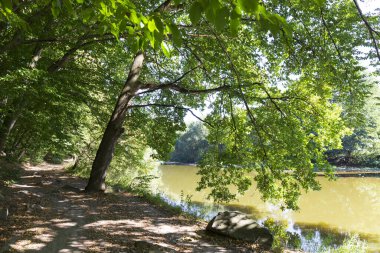 Orta Çek Cumhuriyeti 'nde Sazava Nehri Hakkında Büyük Ağaçlı Romantik Güneş Doğası