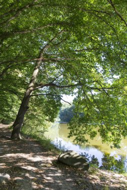Orta Çek Cumhuriyeti 'nde Sazava Nehri Hakkında Büyük Ağaçlı Romantik Güneş Doğası