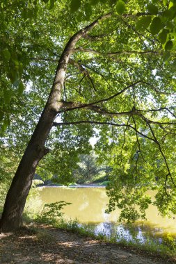 Orta Çek Cumhuriyeti 'nde Sazava Nehri Hakkında Büyük Ağaçlı Romantik Güneş Doğası