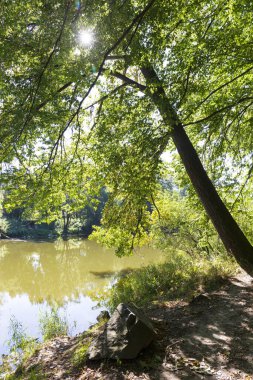 Orta Çek Cumhuriyeti 'nde Sazava Nehri Hakkında Büyük Ağaçlı Romantik Güneş Doğası