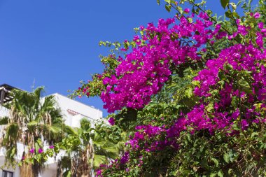 Mijas, Endülüs, İspanya 'da güzel ve renkli İspanyol bitki ve mimarisi