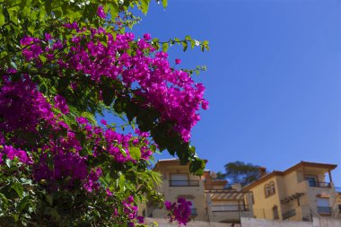 Mijas, Endülüs, İspanya 'da güzel ve renkli İspanyol bitki ve mimarisi