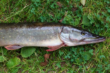 Detaylardaki Turna balığı, Esox Lucius
