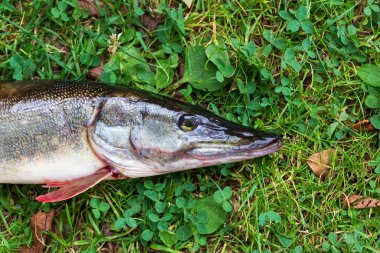 Detaylardaki Turna balığı, Esox Lucius