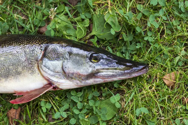 Detaylardaki Turna balığı, Esox Lucius