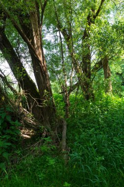 Çekoslovakya 'nın ortasından Sazava Nehri etrafındaki güzel vahşi yaz manzarası 