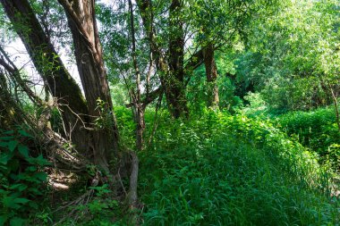 Çekoslovakya 'nın ortasından Sazava Nehri etrafındaki güzel vahşi yaz manzarası 