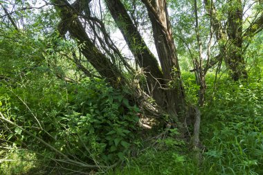 Çekoslovakya 'nın ortasından Sazava Nehri etrafındaki güzel vahşi yaz manzarası 