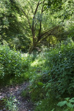 Çekoslovakya 'nın ortasından Sazava Nehri etrafındaki güzel vahşi yaz manzarası 