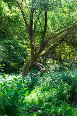 Çekoslovakya 'nın ortasından Sazava Nehri etrafındaki güzel vahşi yaz manzarası 